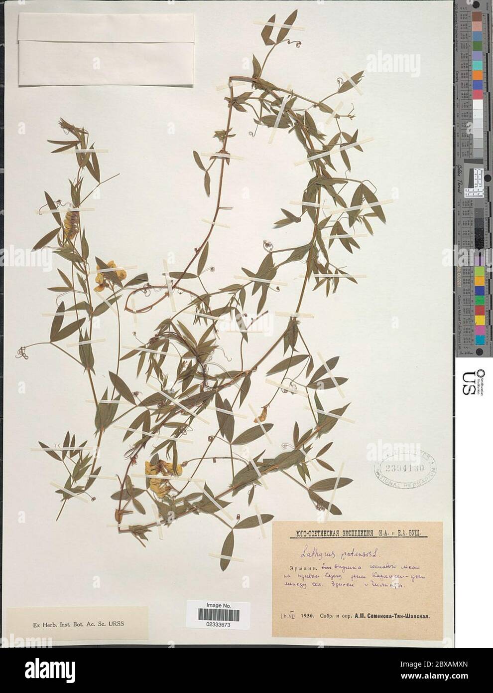 Lathyrus pratensis L Lathyrus pratensis L. Stock Photo