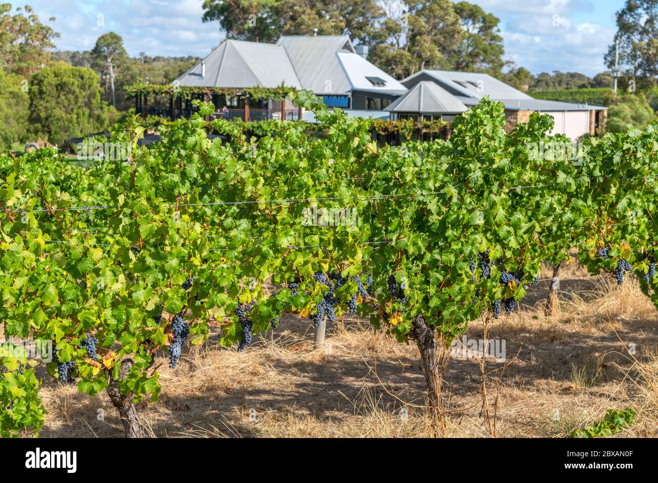 Vines in the Vasse Felix Vineyard and Winery, Margaret River wine growing region, Western Australia, Australia Stock Photo