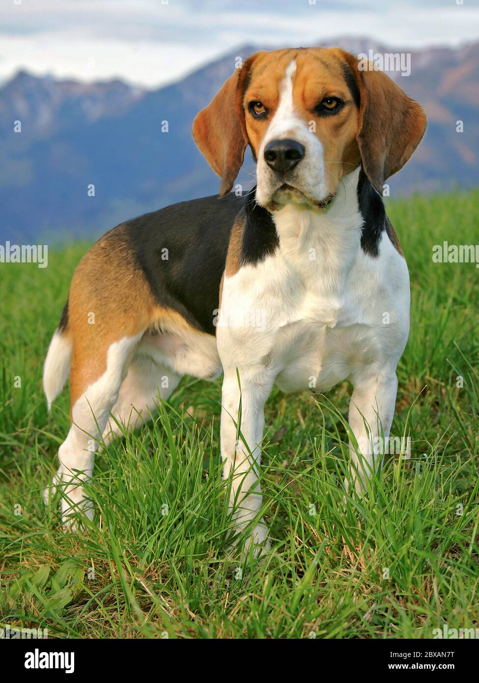 Beautiful Beagle male Dog standing in meadow, alert, mountains range in background Stock Photo