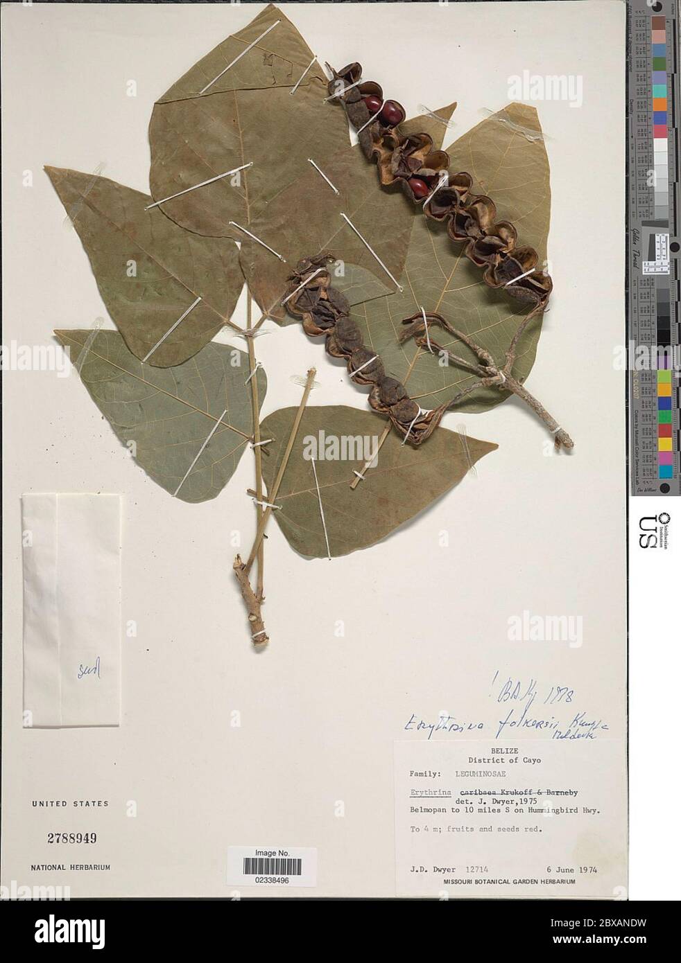 Folkersii hires stock photography and images Alamy