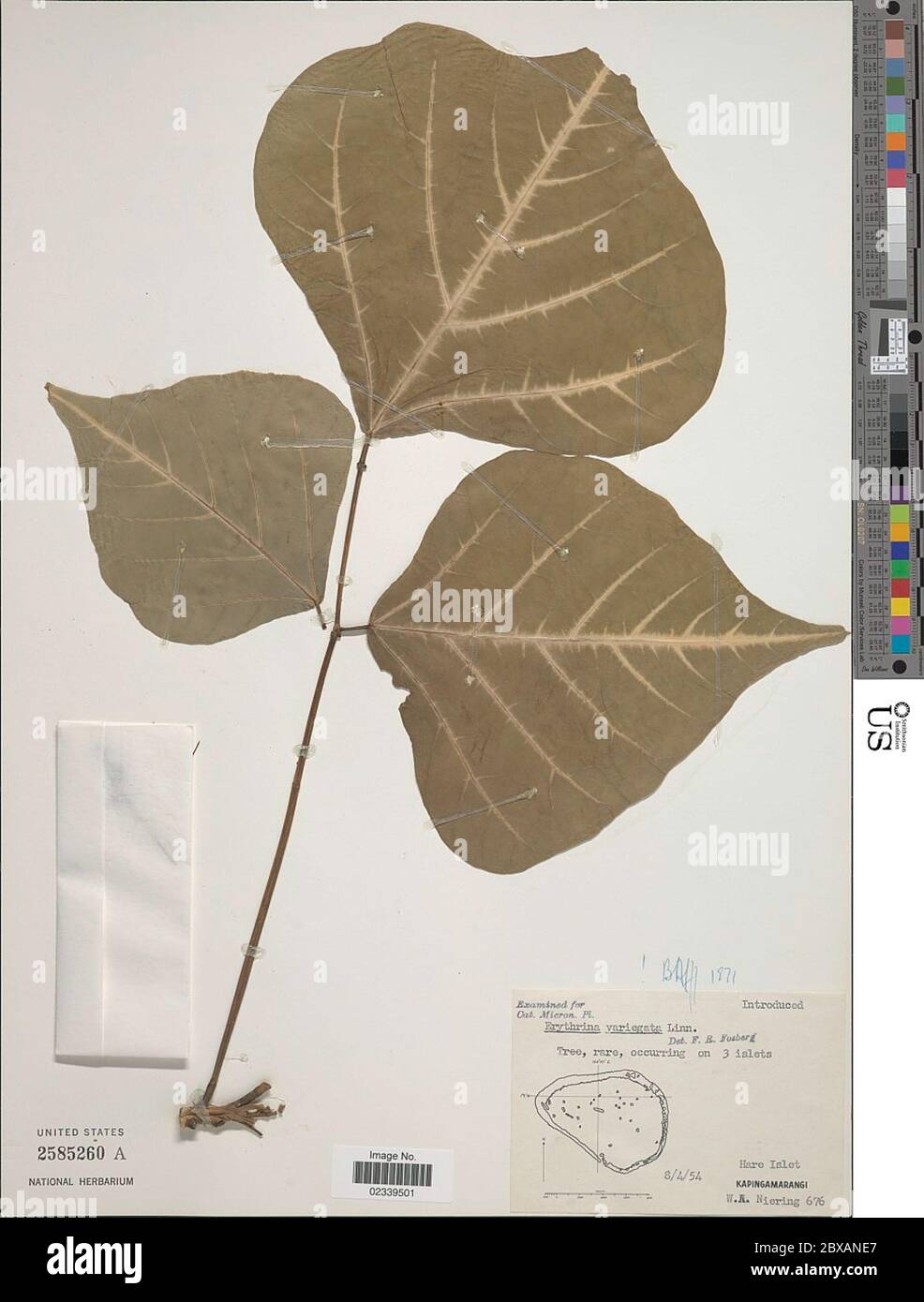 Erythrina variegata L Erythrina variegata L. Stock Photo