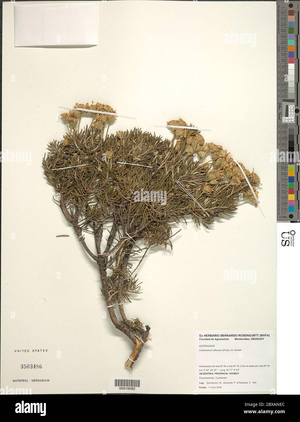 Chiliotrichum Diffusum High Resolution Stock Photography and Images Alamy