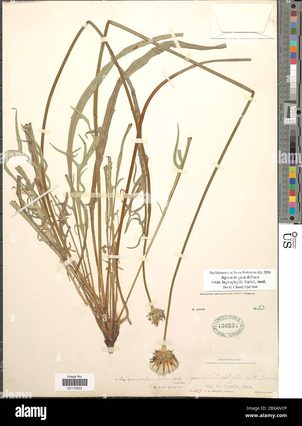 Agoseris grandiflora var leptophylla GI Baird Agoseris grandiflora var leptophylla GI Baird. Stock Photo