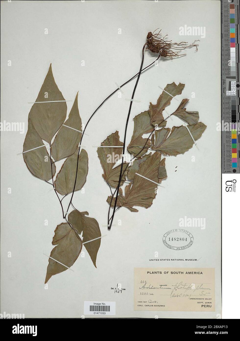 Adiantum platyphyllum Sw Adiantum platyphyllum Sw. Stock Photo
