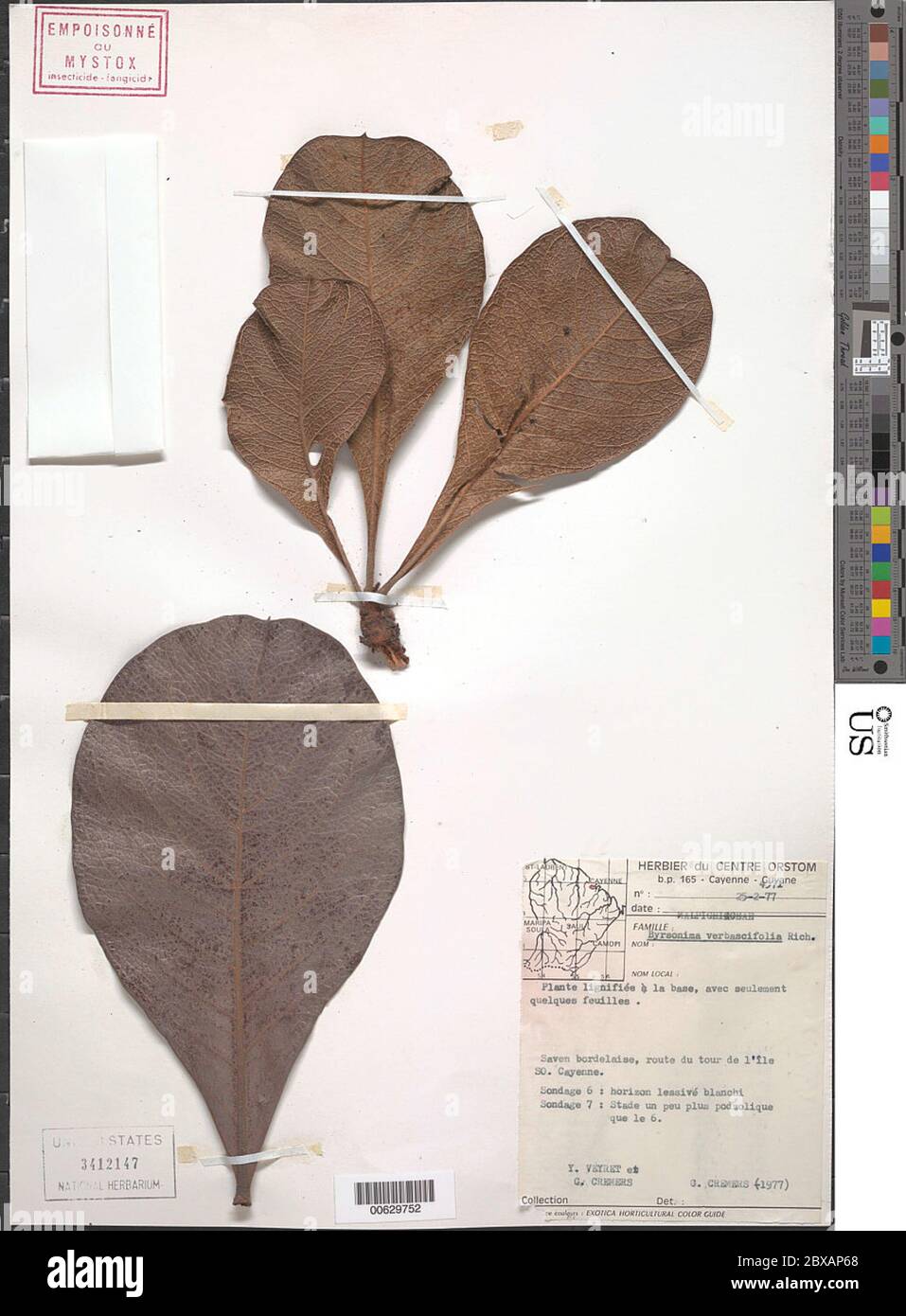 Byrsonima verbascifolia L DC Byrsonima verbascifolia L DC Stock Photo