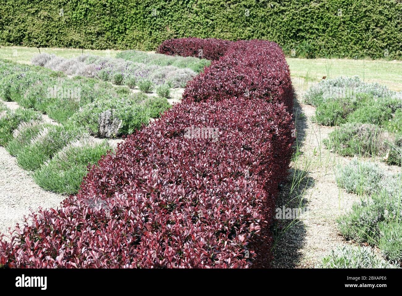 Berberis garden hedge 'Bagatelle' Berberis hedge lavender Stock Photo