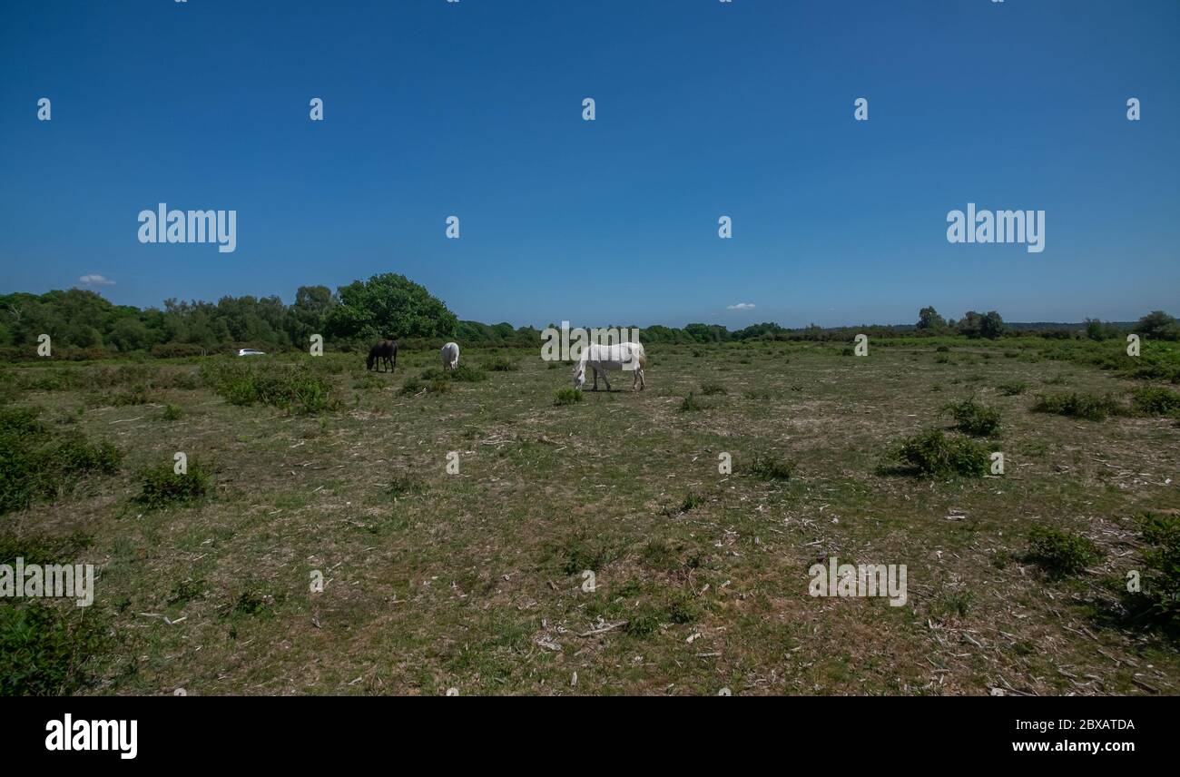 New forest mallard wood hi-res stock photography and images - Alamy