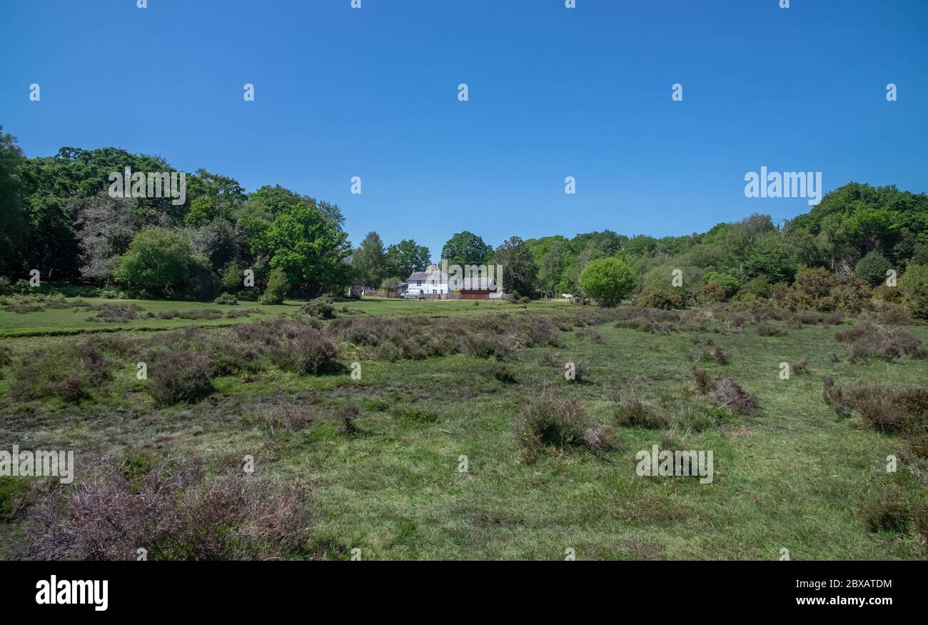 New forest mallard wood hi-res stock photography and images - Alamy