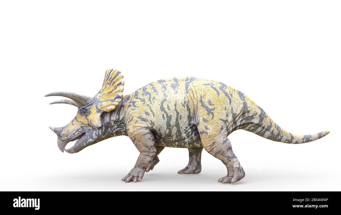 triceratops is walking on white background, 3d illustration Stock Photo