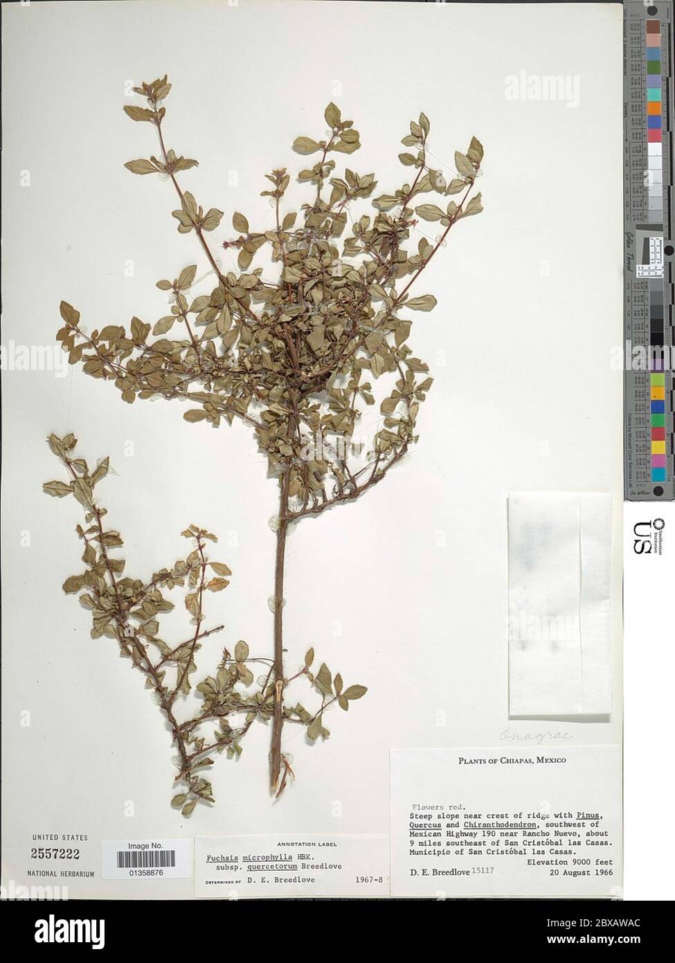 Fuchsia microphylla subsp quercetorum Breedlove Stock Photo