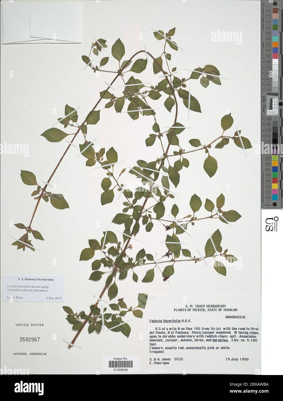 Fuchsia thymifolia subsp minimiflora Hemsl Breedlove Fuchsia thymifolia subsp minimiflora Hemsl Breedlove. Stock Photo