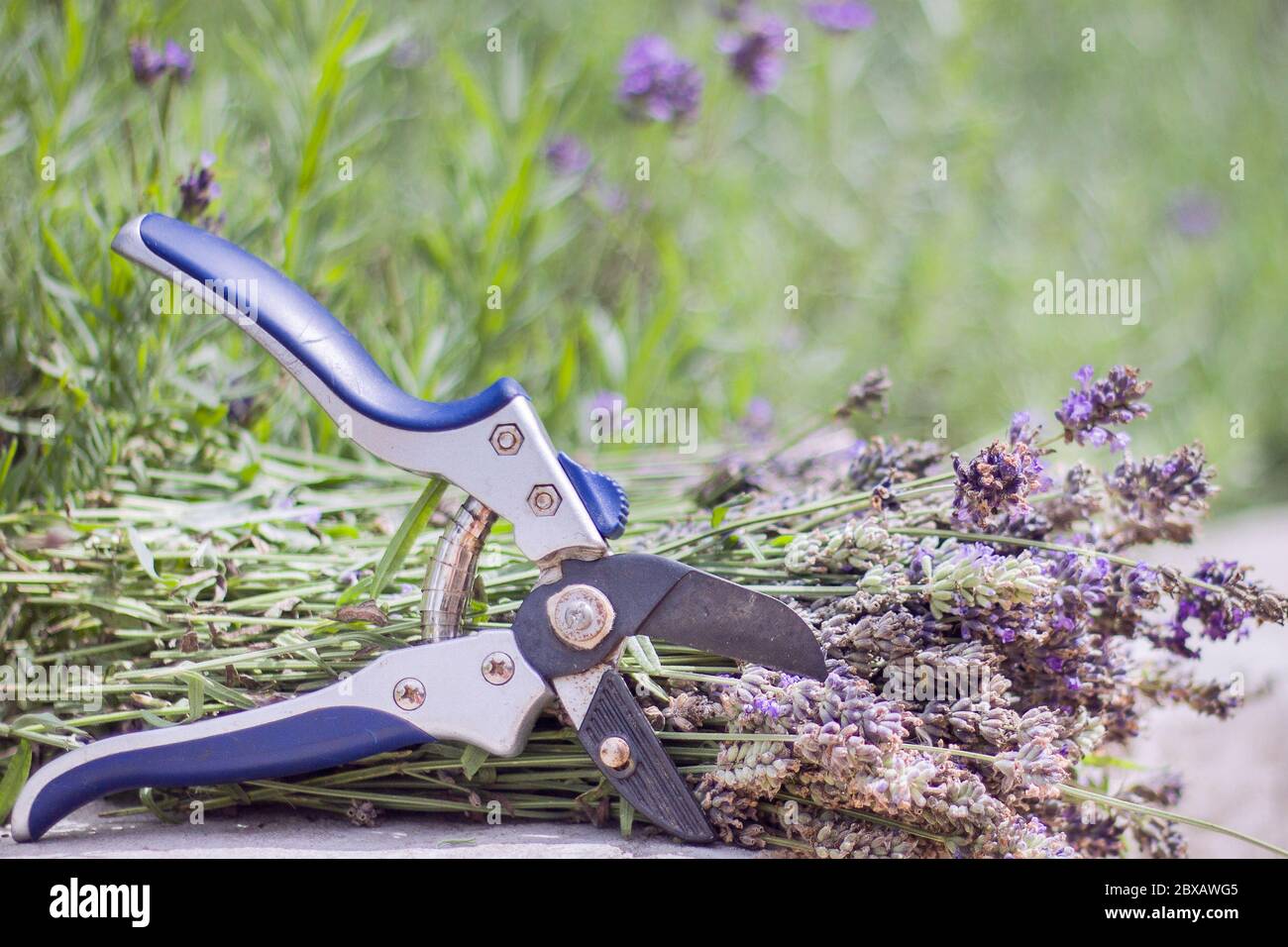bunch of ripe lavender harvested, against the background of growing bushes of lavender, secateurs tool for cutting lavender. Stock Photo