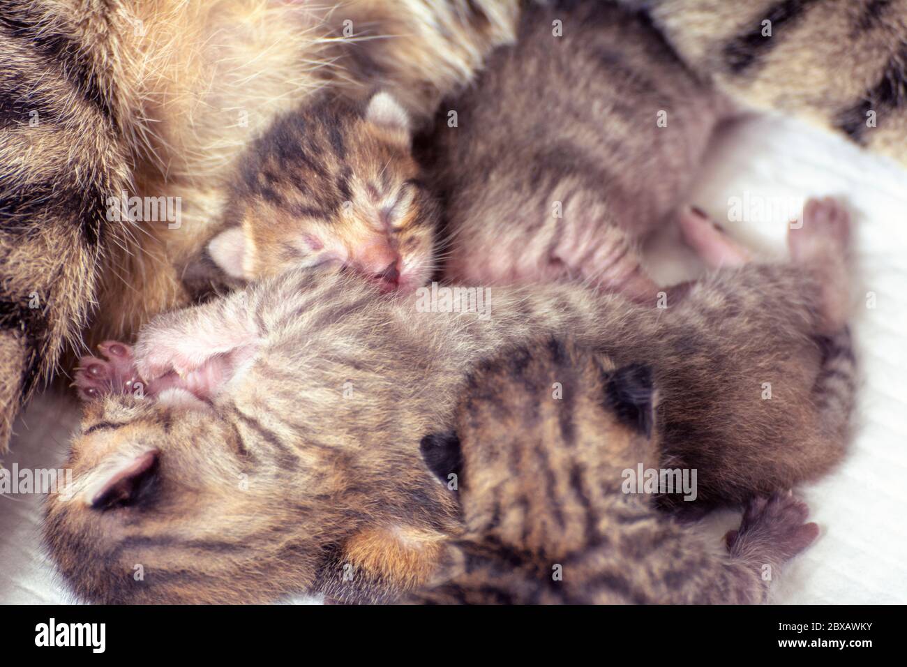 Newborn, adorable kittens suckling, playing and sleeping in their