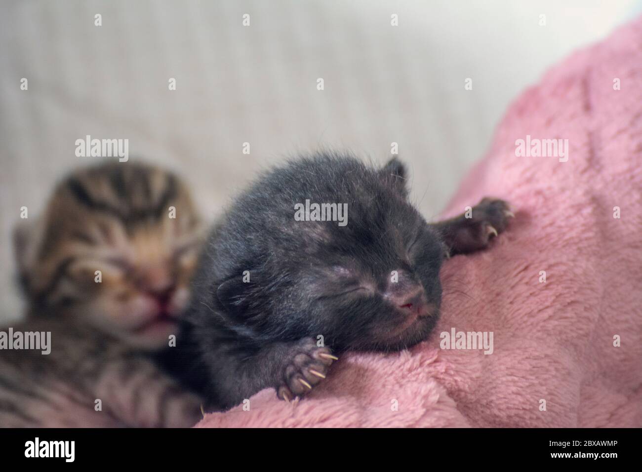 Newborn, adorable kittens suckling, playing and sleeping in their
