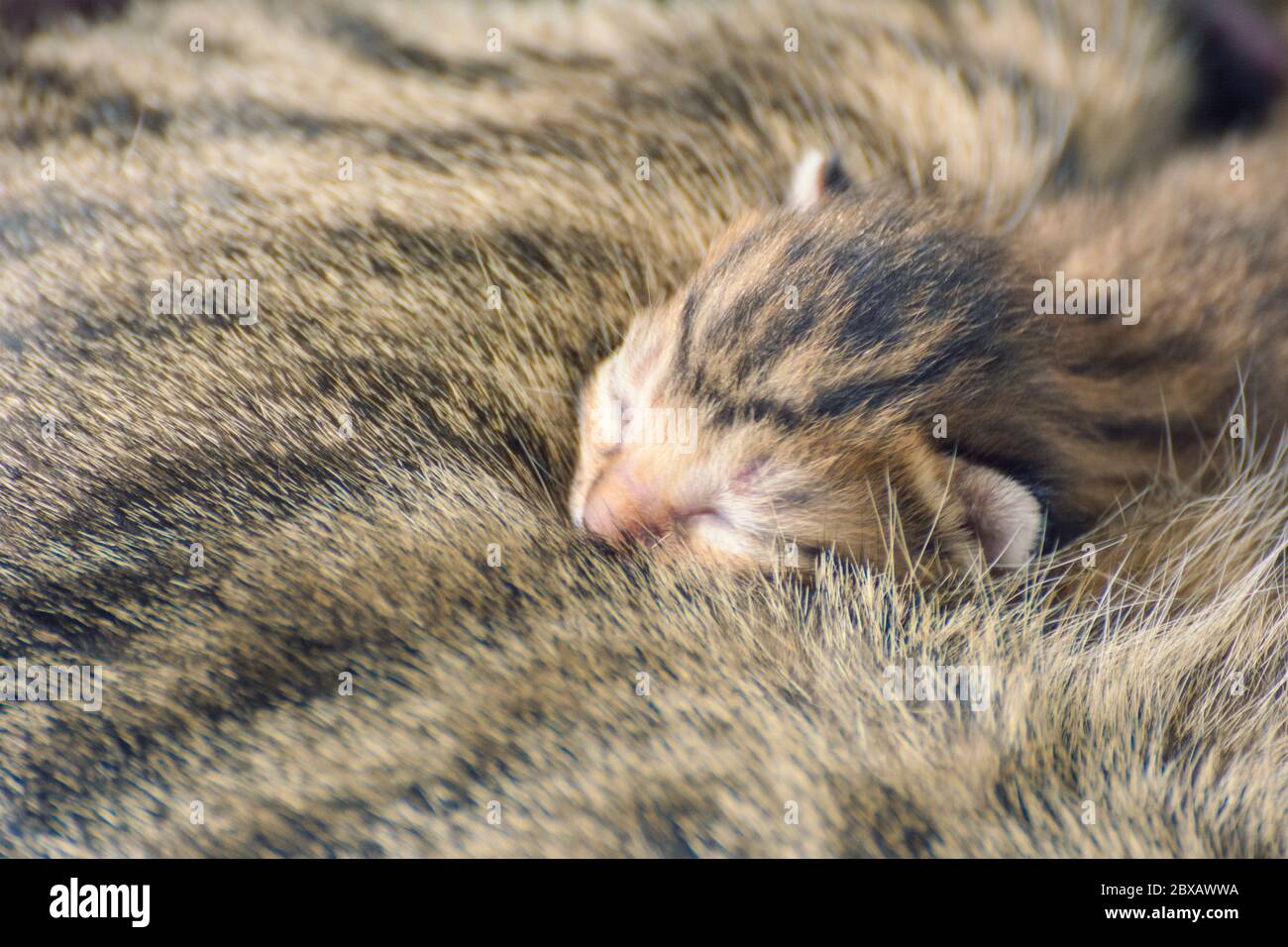 Newborn, adorable kittens suckling, playing and sleeping in their