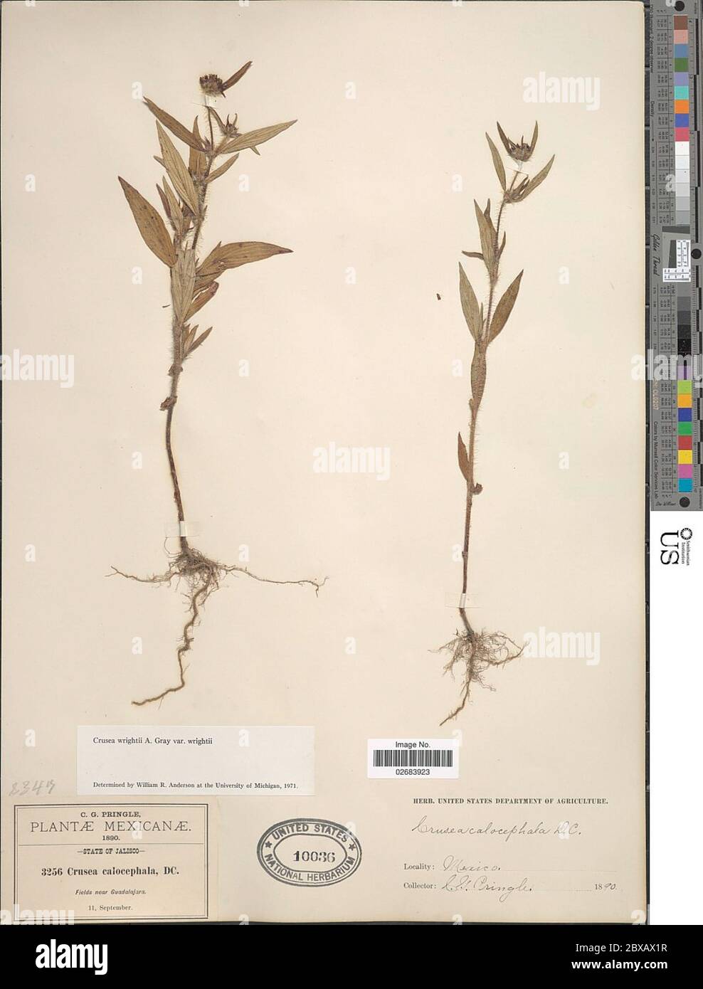 Crusea wrightii A Gray Crusea wrightii A Gray. Stock Photo