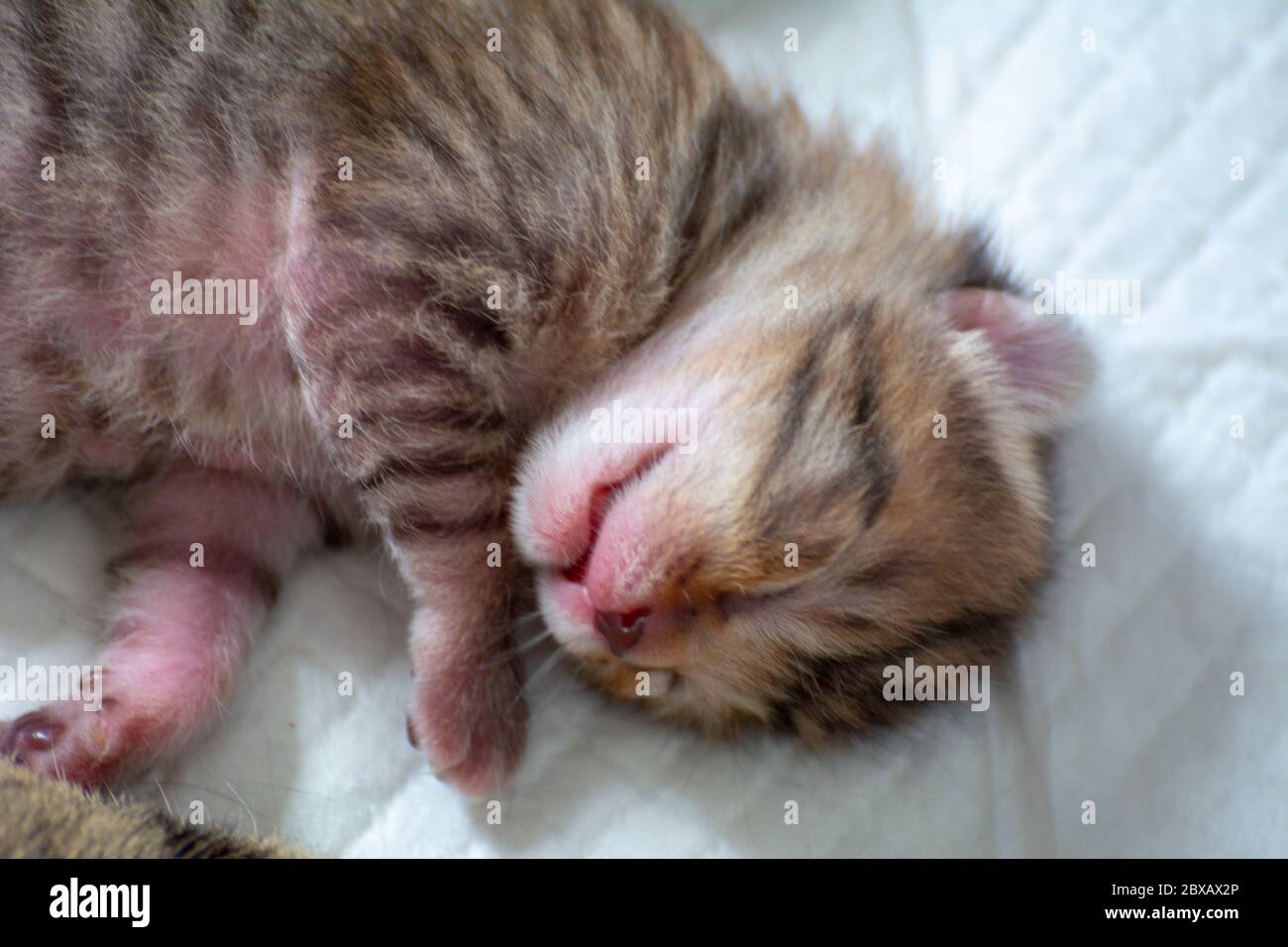 Newborn, adorable kittens suckling, playing and sleeping in their