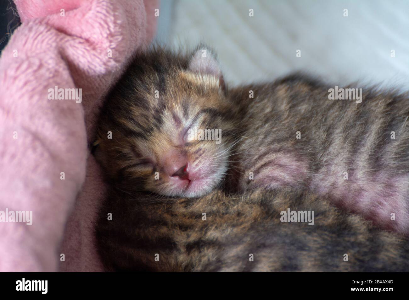 Newborn, adorable kittens suckling, playing and sleeping in their mother cat's fur Stock Photo