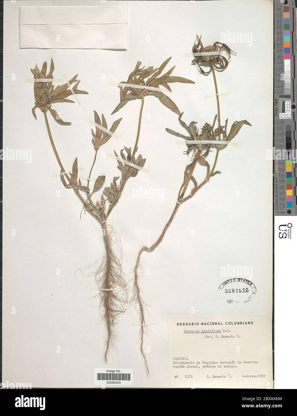 Borreria densiflora Borreria densiflora. Stock Photo