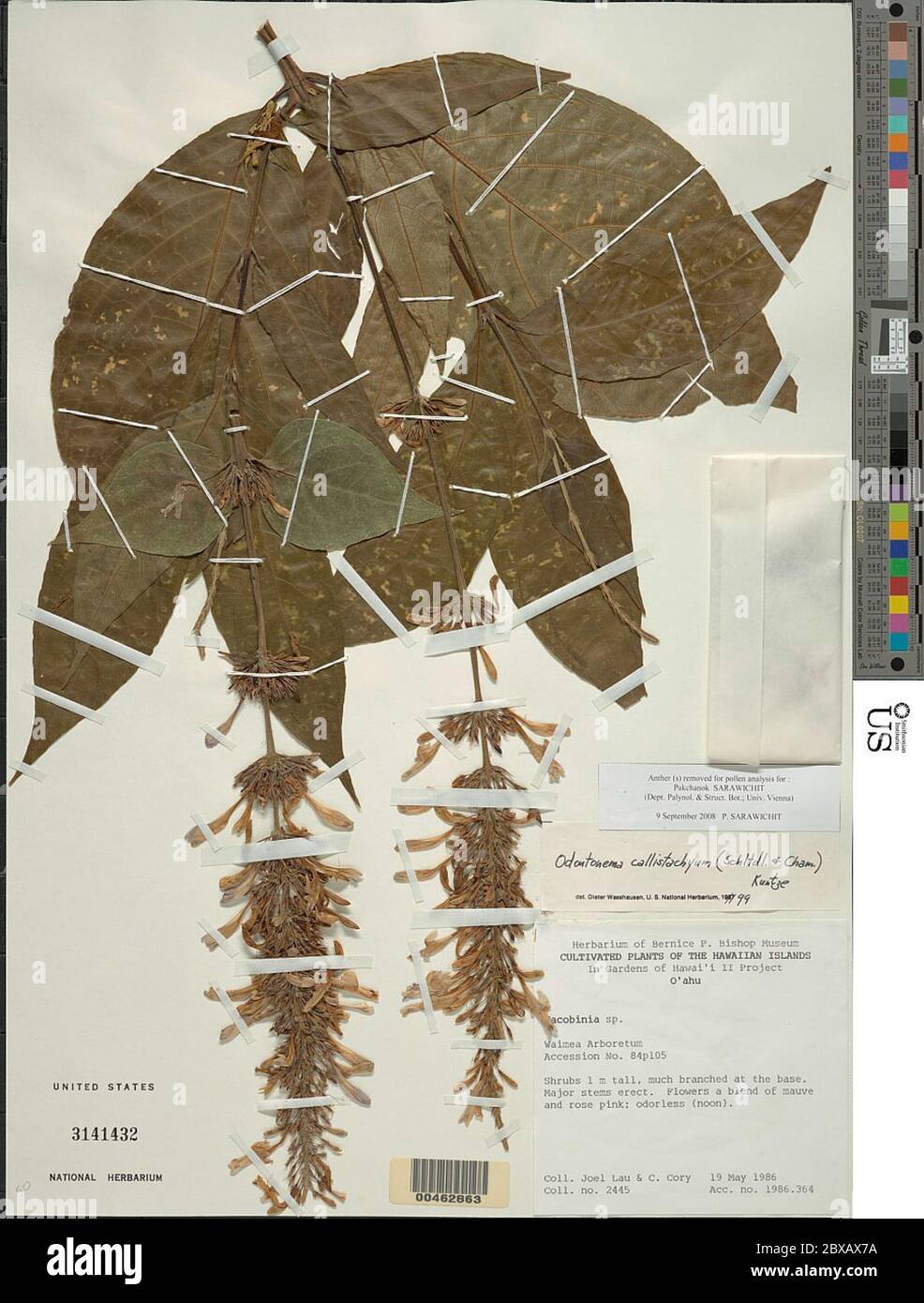 Odontonema tubaeforme Bertol Kuntze Odontonema tubaeforme Bertol Kuntze. Stock Photo