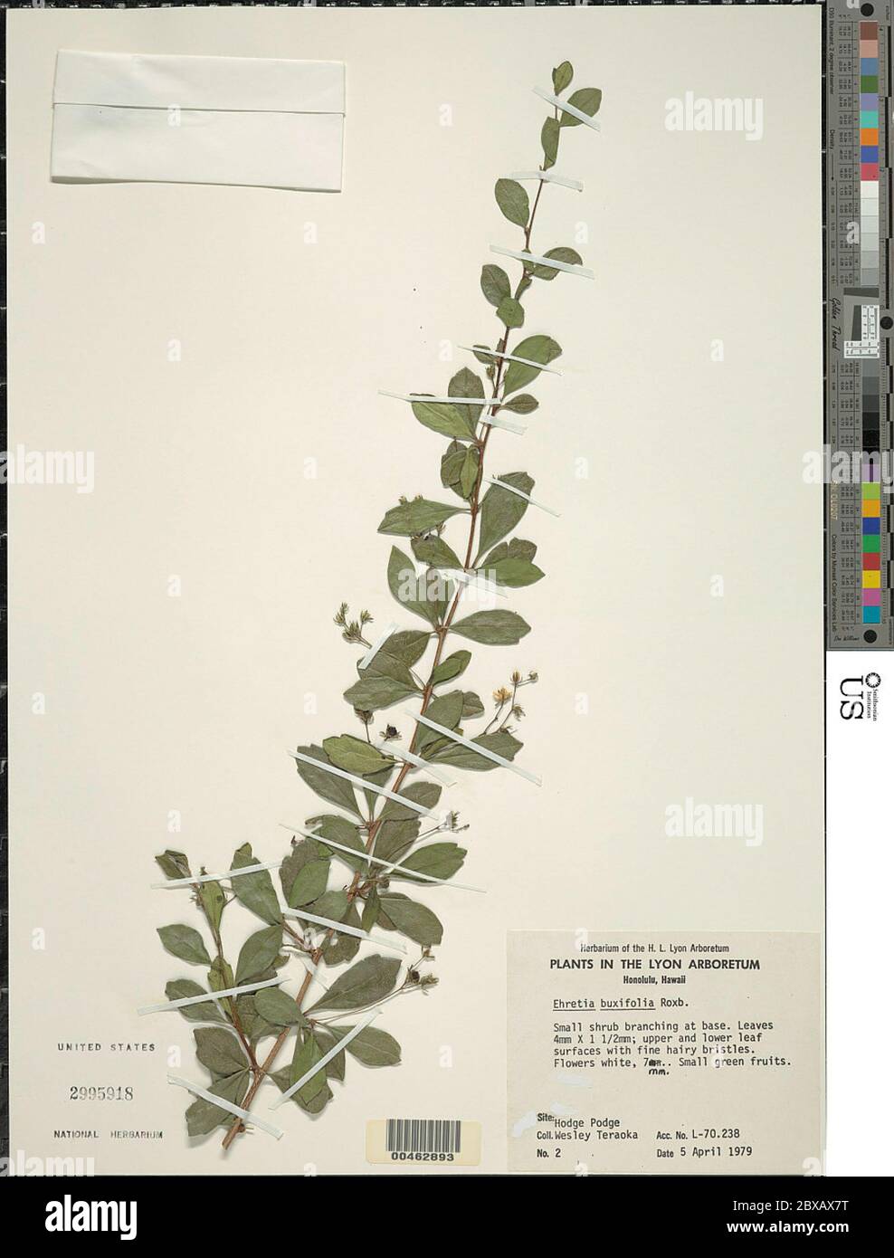 Ehretia buxifolia Ehretia buxifolia. Stock Photo