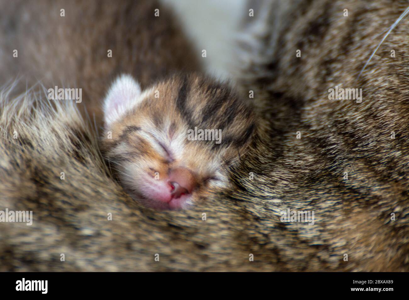 Newborn, adorable kittens suckling, playing and sleeping in their