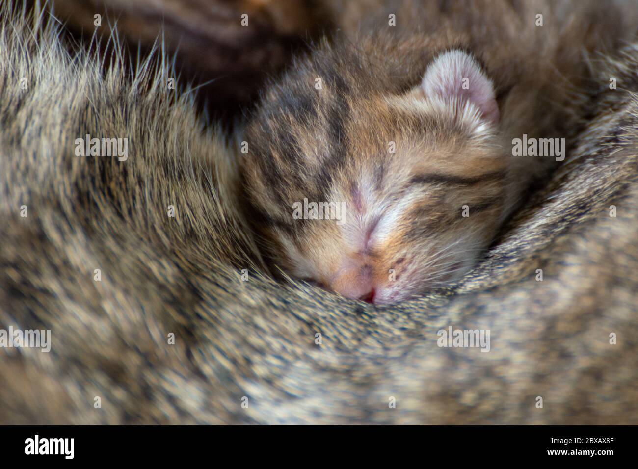 Newborn, adorable kittens suckling, playing and sleeping in their