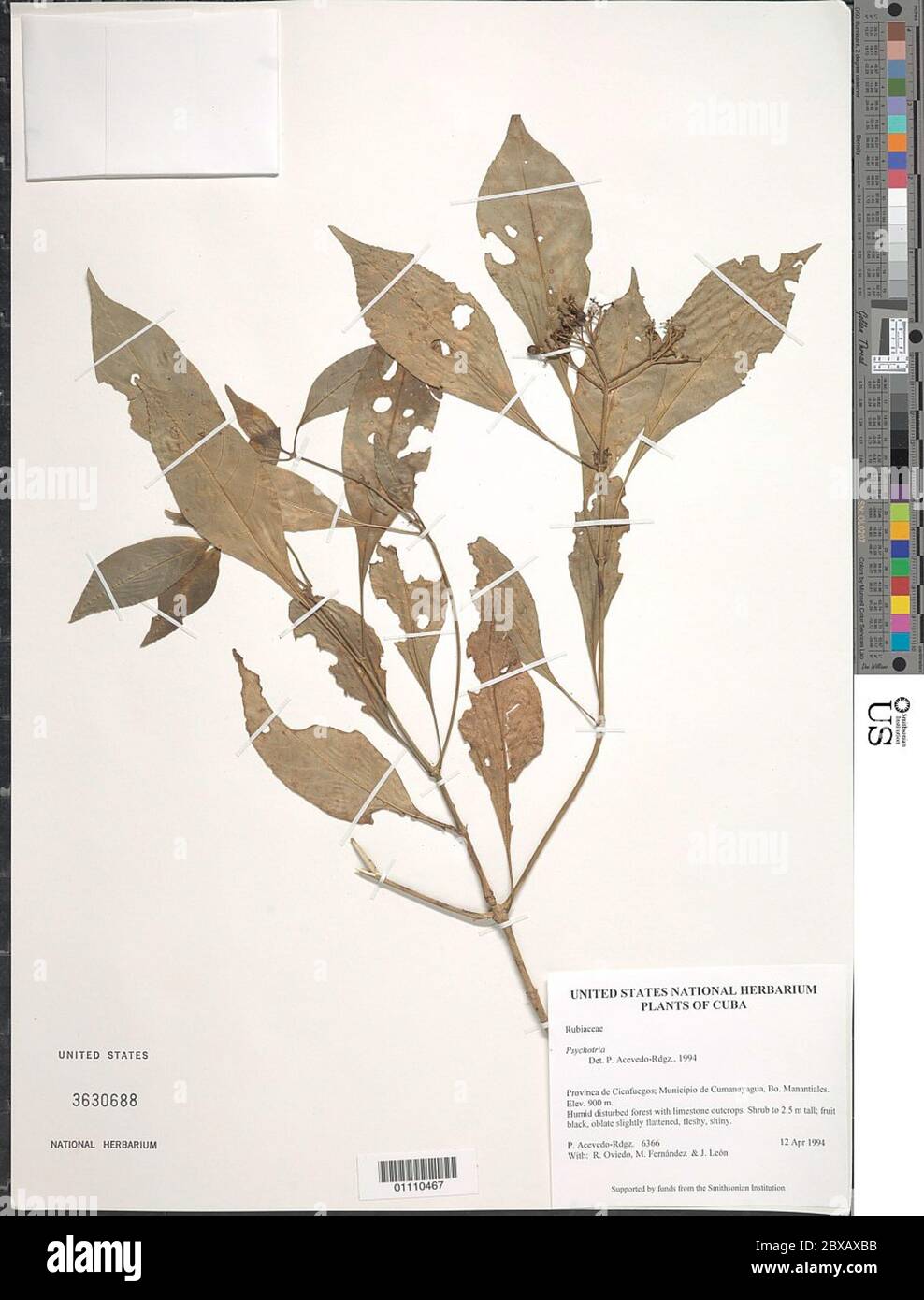 Psychotria sp Psychotria sp. Stock Photo