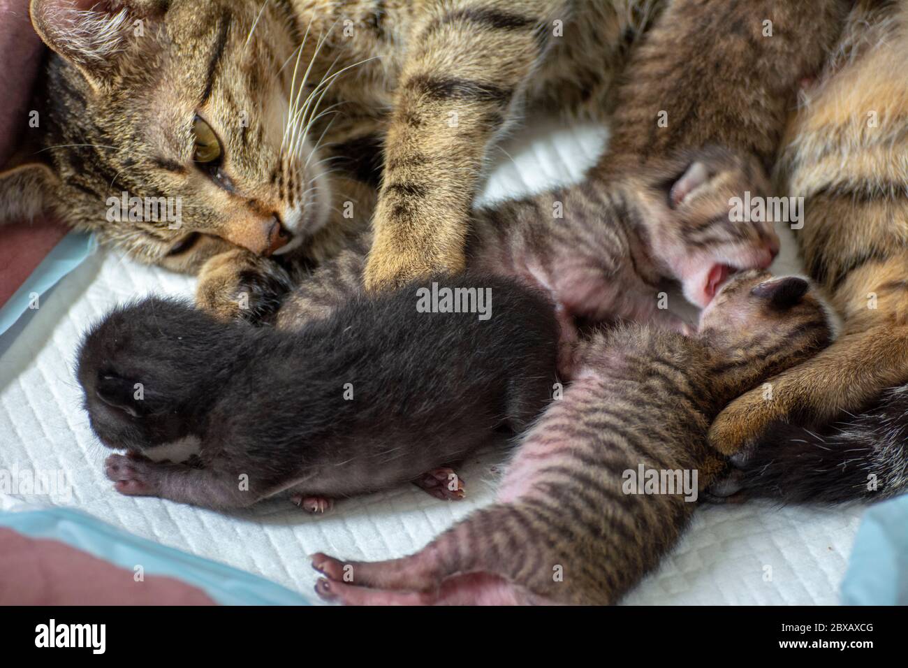 Newborn, adorable kittens suckling, playing and sleeping in their