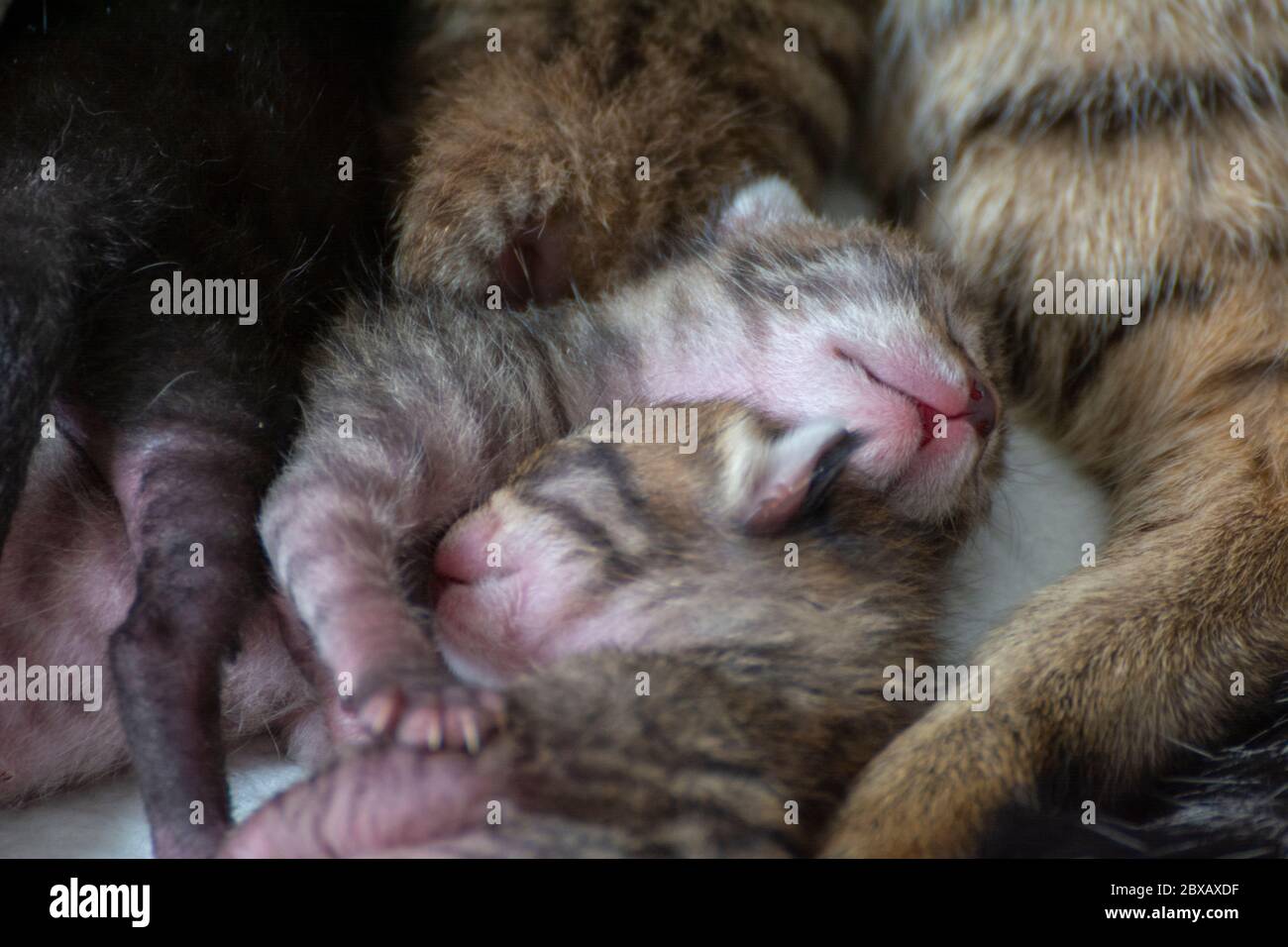 Newborn, adorable kittens suckling, playing and sleeping in their