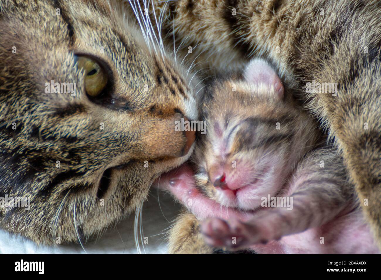 Newborn Adorable Kittens Suckling Playing And Sleeping In Their Mother Cat S Fur Stock Photo Alamy