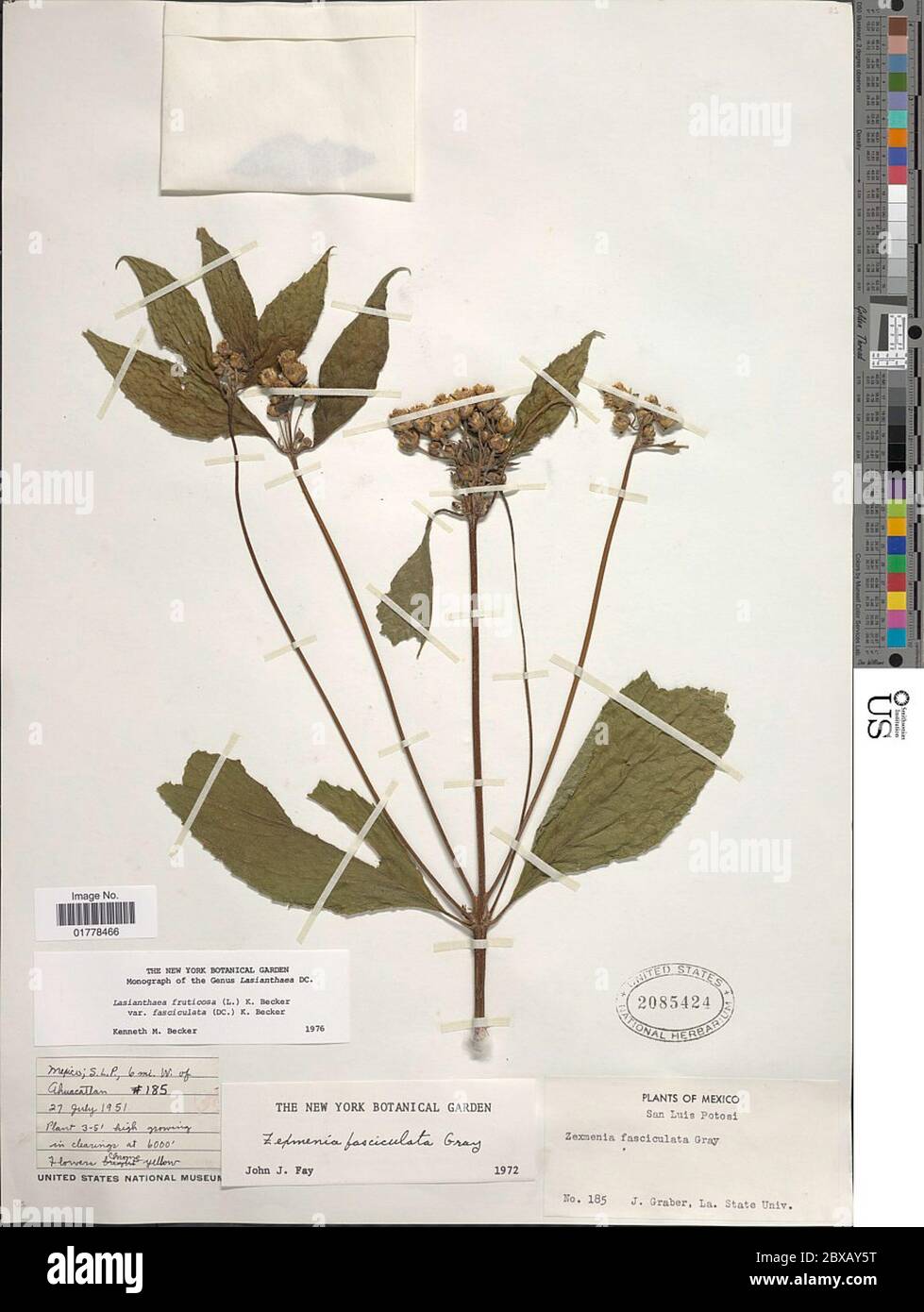 Lasianthaea fruticosa var fasciculata Lasianthaea fruticosa var fasciculata. Stock Photo