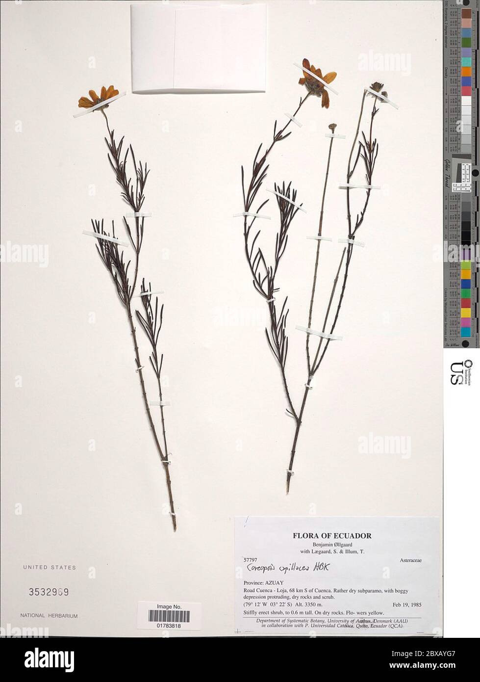 Coreopsis capillacea Kunth Coreopsis capillacea Kunth. Stock Photo