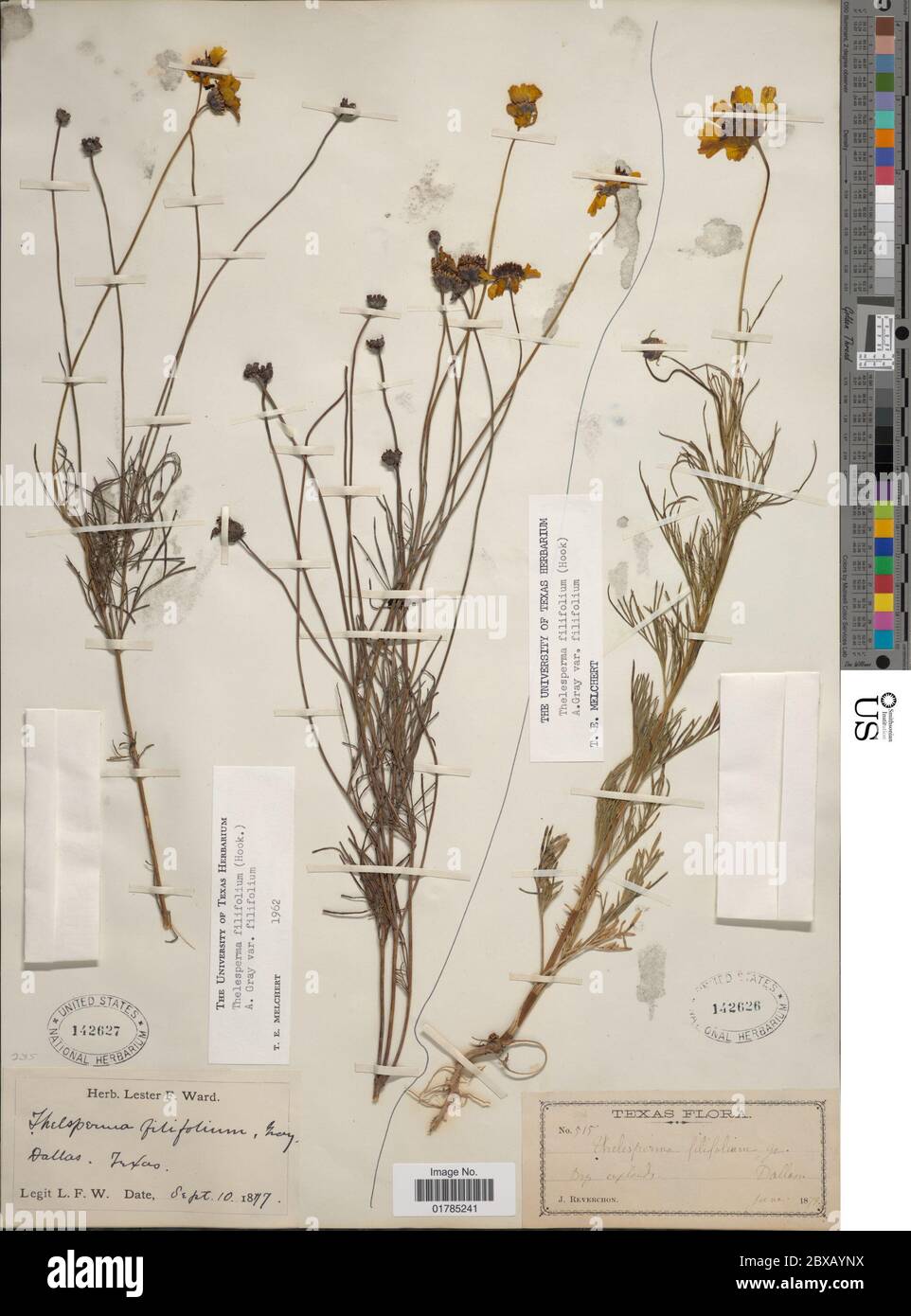 Thelesperma filifolium Hook A Gray Thelesperma filifolium Hook A Gray