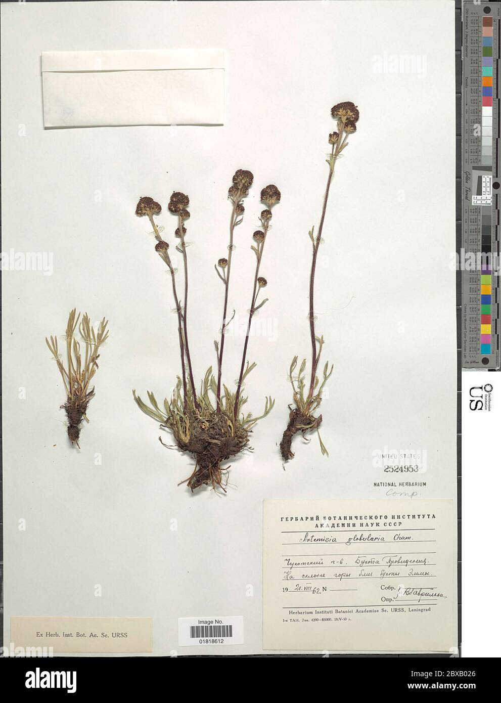 Artemisia globularia Cham ex Besser Artemisia globularia Cham ex Besser. Stock Photo