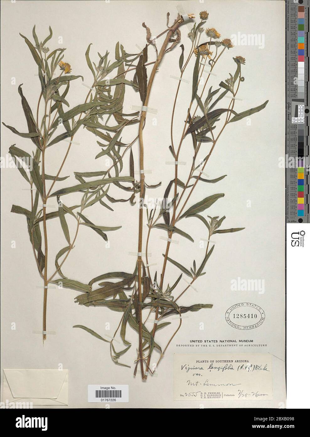 Heliomeris longifolia BL Rob Cockerell Greenm Heliomeris longifolia BL Rob Cockerell Greenm. Stock Photo
