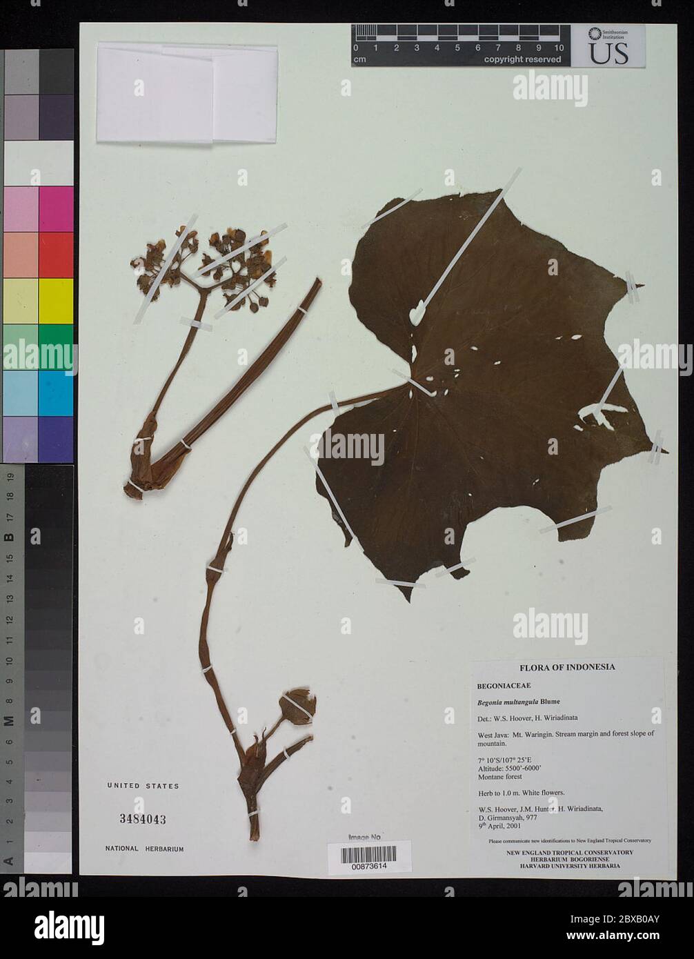 Showy begonia flowers hi-res stock photography and images - Alamy