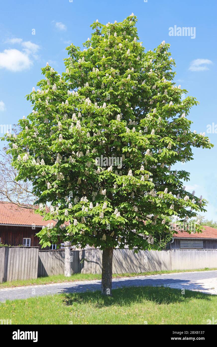 white blooming chestnut tree on a sunny springtime day Stock Photo