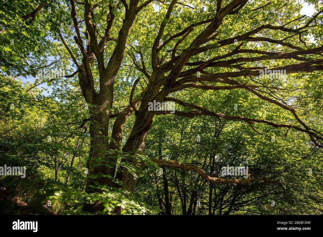 Branches of an big oak tree against blue sky in spring Stock Photo - Alamy