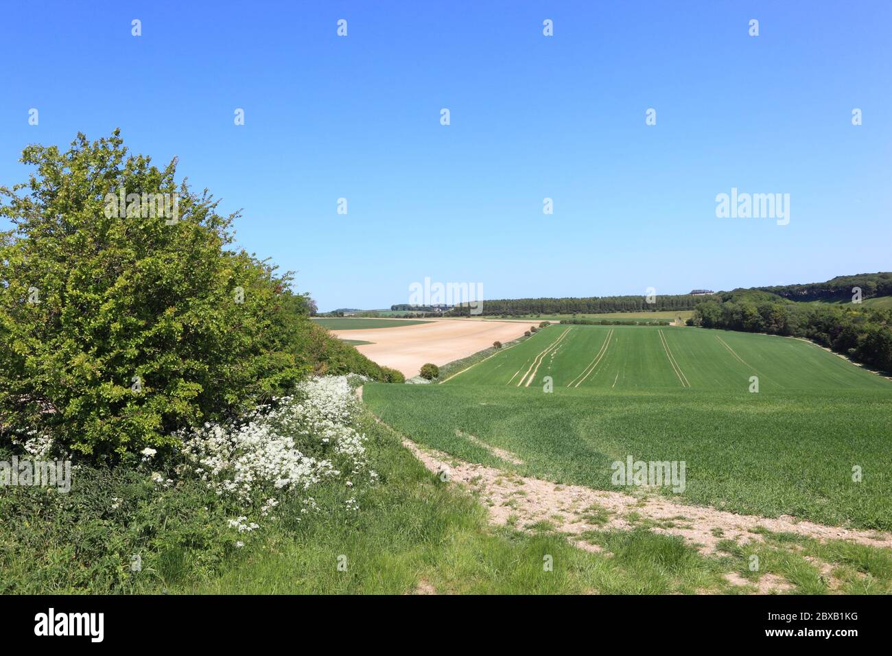 Hawthorn hedgerows and patchwork arable fields in the scenic Yorkshire wolds in summer Stock Photo
