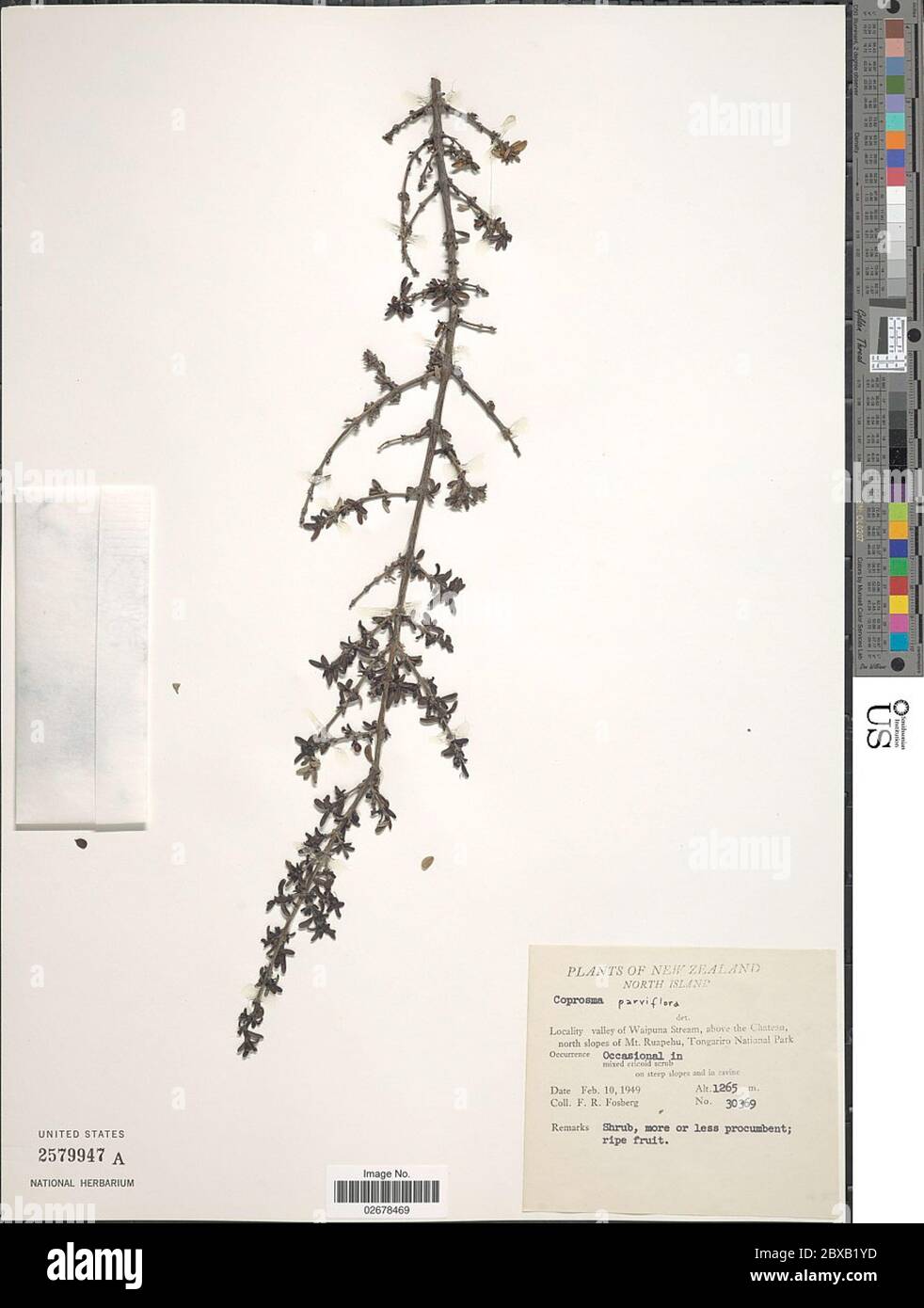 Coprosma parviflora Coprosma parviflora. Stock Photo