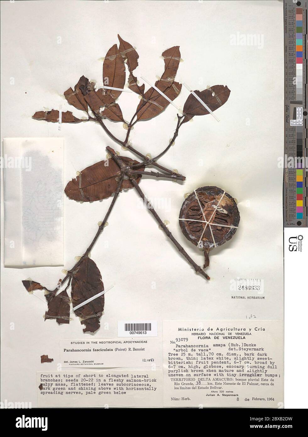Parahancornia fasciculata Poir Benoist ex Pichon Parahancornia fasciculata Poir Benoist ex Pichon. Stock Photo