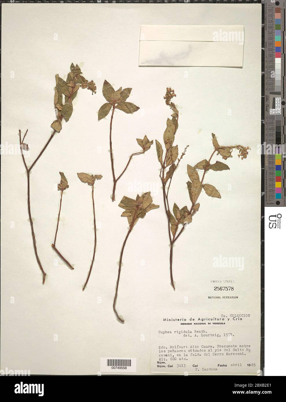Cuphea rigidula Benth Cuphea rigidula Benth. Stock Photo