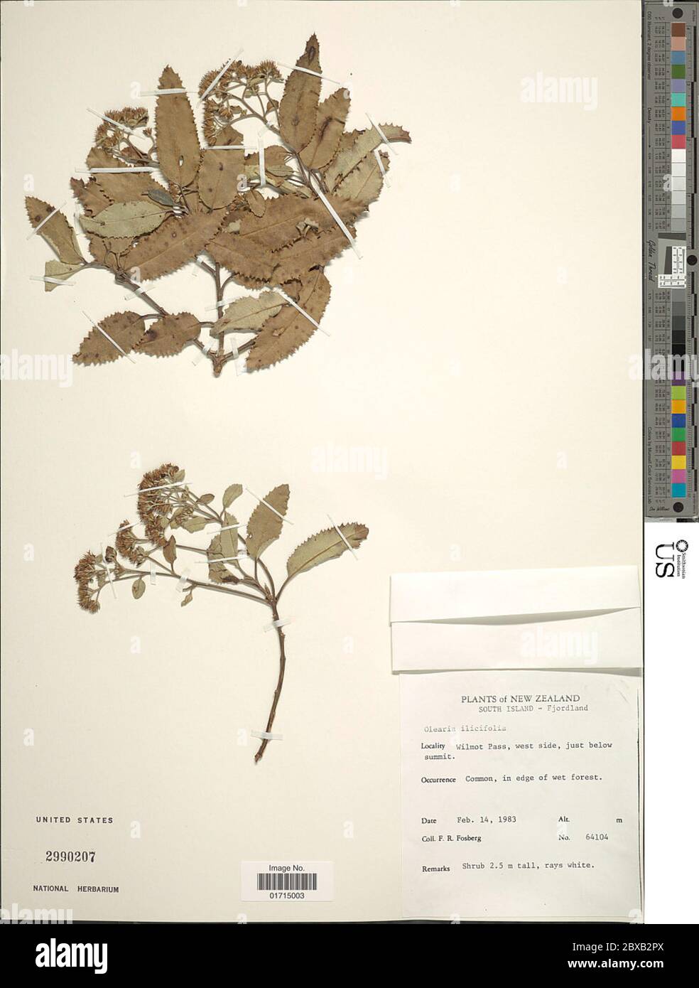 Olearia ilicifolia Olearia ilicifolia. Stock Photo