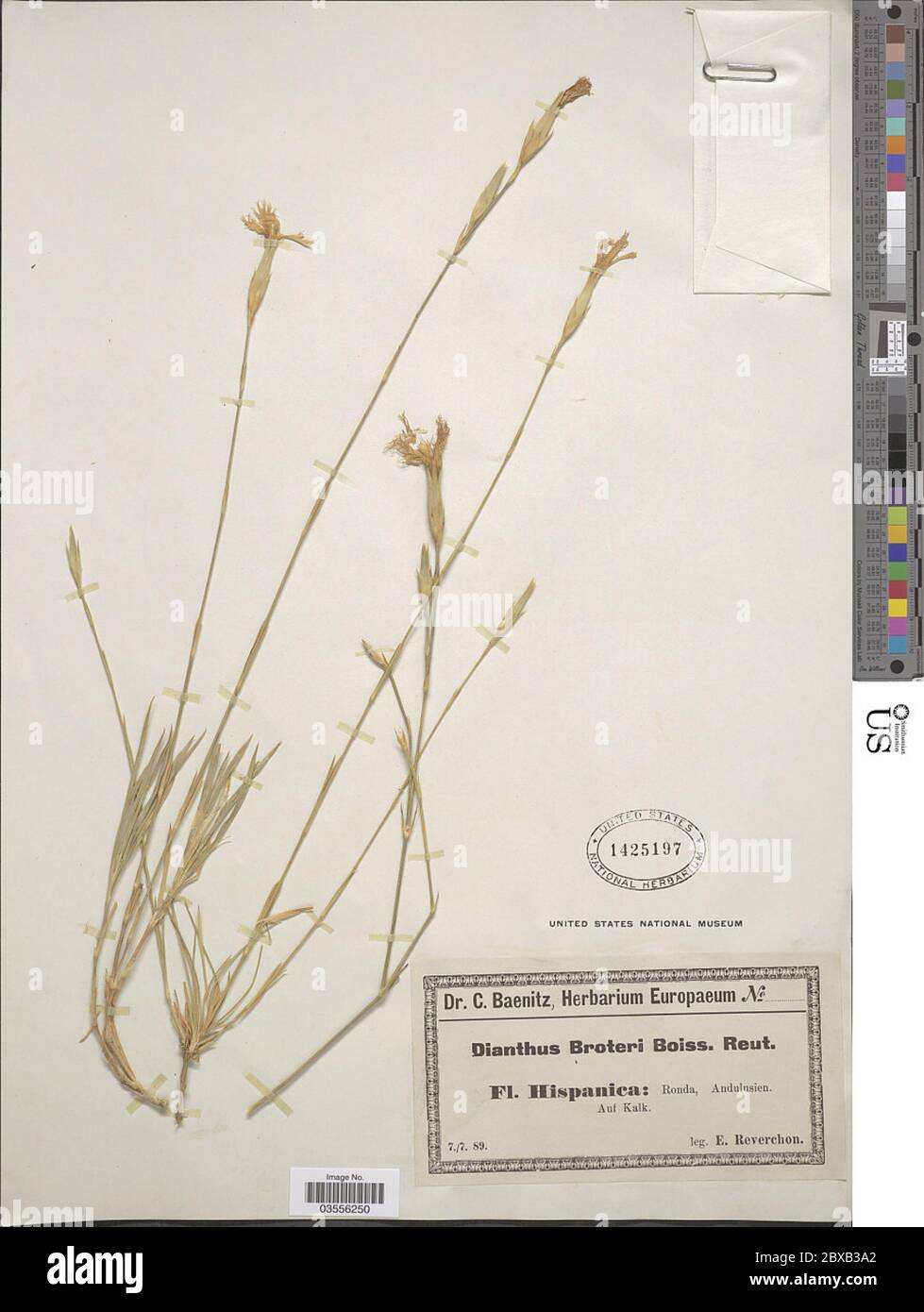 Dianthus broteroi Boiss Reut Dianthus broteroi Boiss Reut. Stock Photo