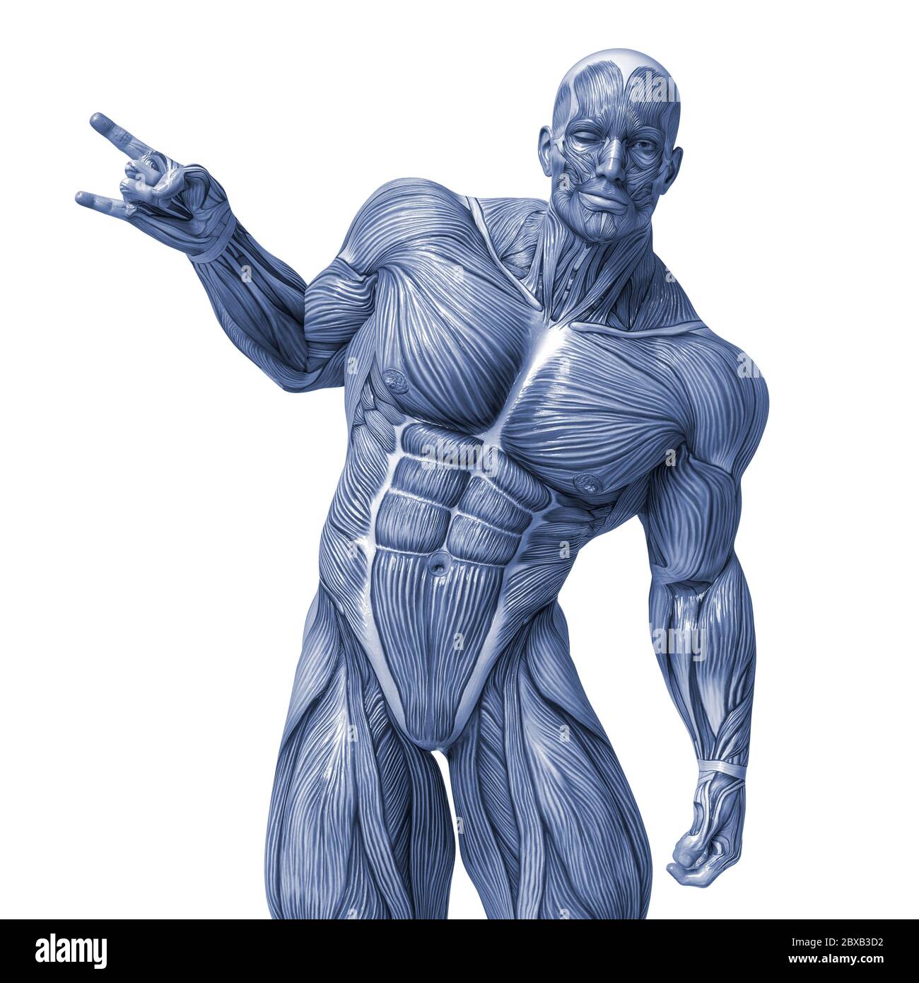 muscle man anatomy in an white background will put some creative sensor