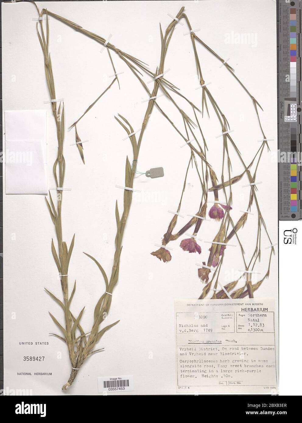 Dianthus crenatus Thunb Dianthus crenatus Thunb. Stock Photo