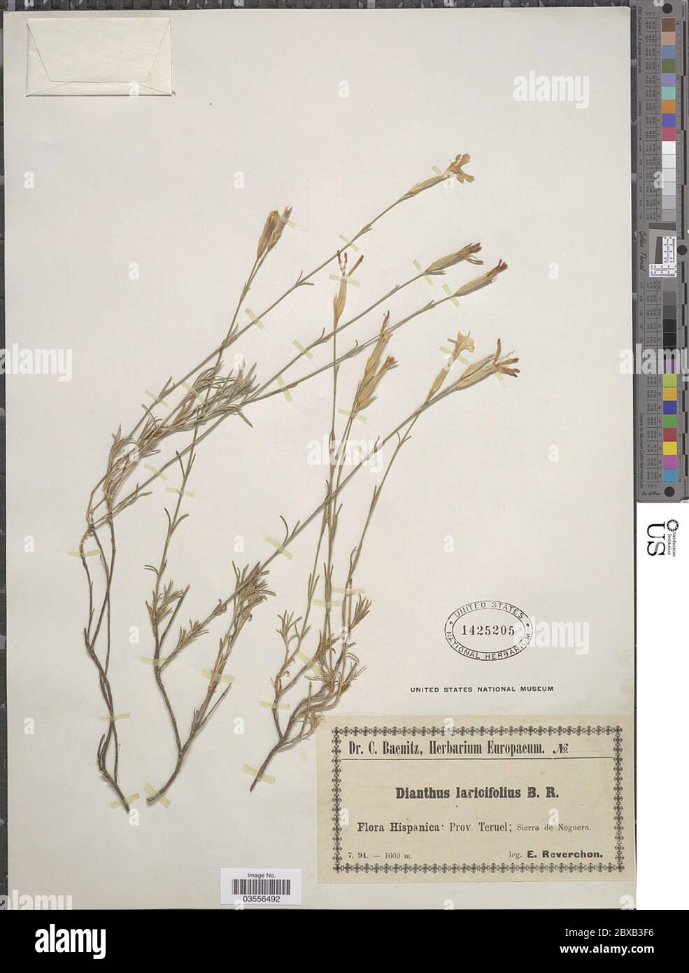 Dianthus laricifolius Boiss Reut Dianthus laricifolius Boiss Reut. Stock Photo