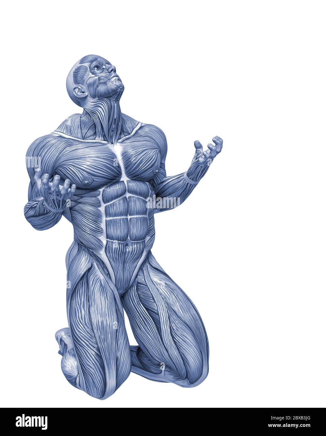 muscle man anatomy in an white background will put some creative sensor