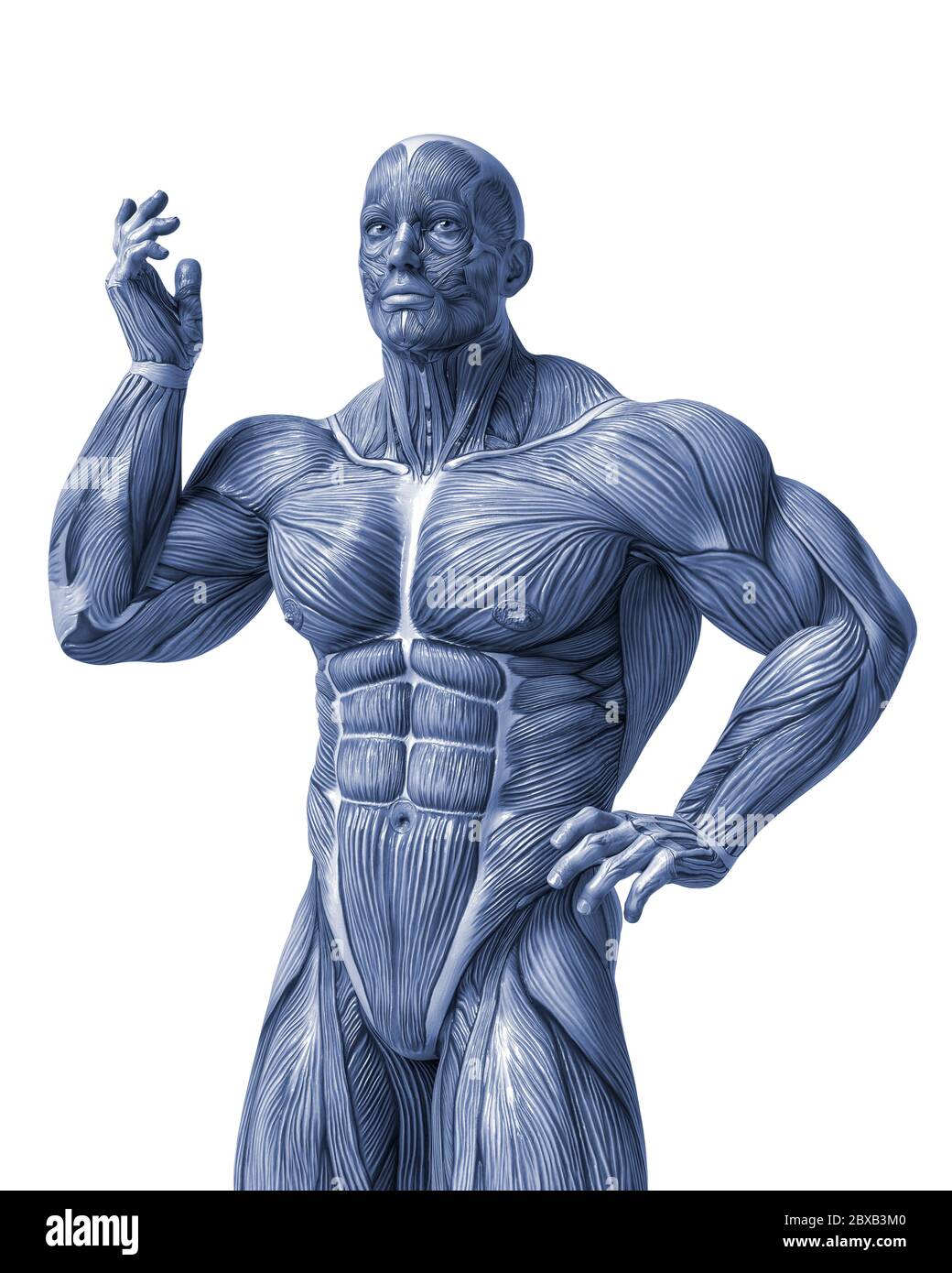 muscle man anatomy in an white background will put some creative sensor